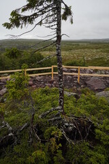 Obraz premium View on the tree called Old Tjikko on an old spruce tree in the National Park Fulufjället, Sweden