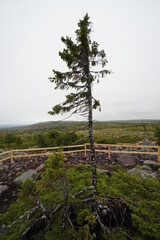 Obraz premium View on the tree called Old Tjikko on an old spruce tree in the National Park Fulufjället, Sweden