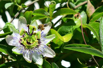 Pszczoła miodna (Apis mellifera) nadlatująca do kwiatu męczennicy błękitnej (Passiflora caerulea) - obrazy, fototapety, plakaty