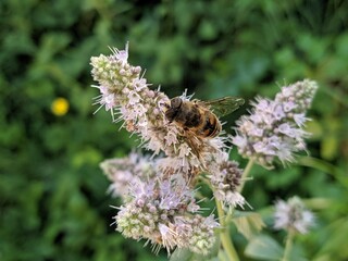 Flower and insect