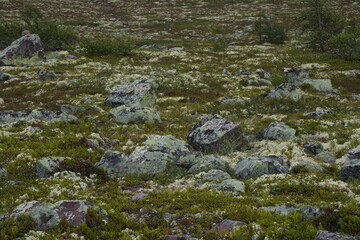 Naklejka na ściany i meble high plateau hiking area in fulufället sweden, europe