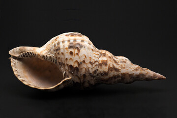 Seashell Trapezium Horse Conch shell. Detailed macro photograph of shell on black background - Powered by Adobe