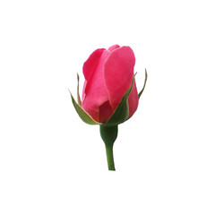 Red rose bud vector decorative design on white background.