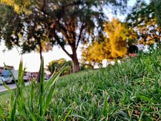 Dreaming in the park.