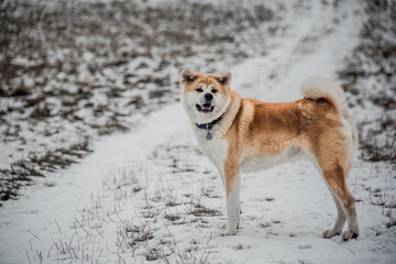 Short winter trip with Akita Inu.