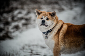 Short winter trip with Akita Inu.