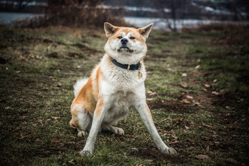 Short winter trip with Akita Inu.