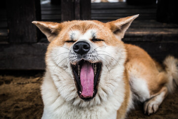 Short winter trip with Akita Inu.