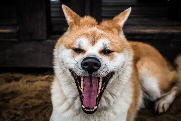 Short winter trip with Akita Inu.