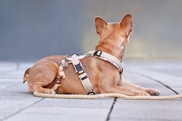 Back view of French Bulldog with dog harness with rope leash in front of gray wall