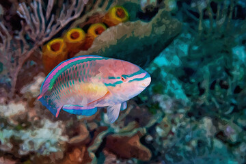 Digitally created watercolor painting of a Princess Parrotfish in the waters of Little Cayman