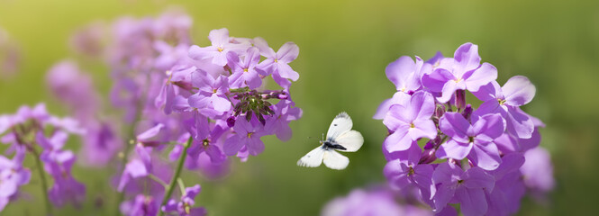 Fototapeta premium Butterfly flies over wild purple flowers in grass in rays of sunlight.