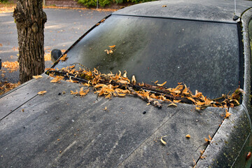 Abandoned car under a tree
