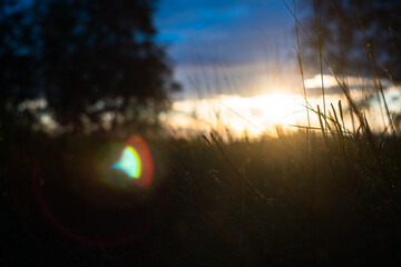 a ray of morning sun in the wet grass