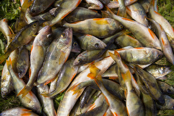 Many perch on the grass