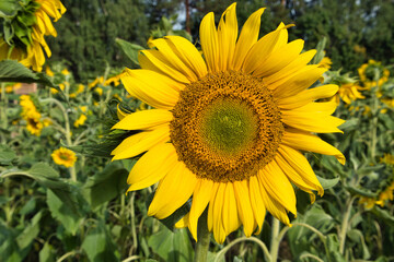 Fototapeta premium sunflower field at autumn
