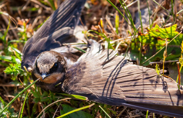 A swallow with a broken wing.
Ласточка с подбитым крылом. 