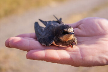 A swallow with a broken wing.
Ласточка с подбитым крылом. 