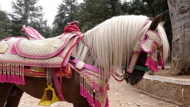 Closeup of a horse in a beautiful traditional Moroccan harness used for Fantasia festivals, celebrations, and weddings. 4k