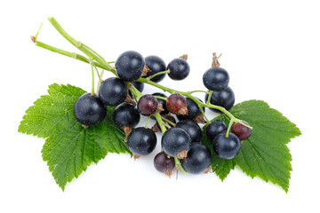 Close-up, black currant with green leaves on a white background.