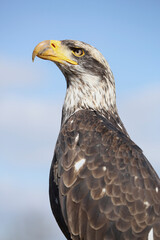 A portrait of a Bald Eagle against a blue sky
