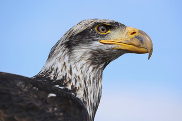 A portrait of a Bald Eagle against a blue sky
