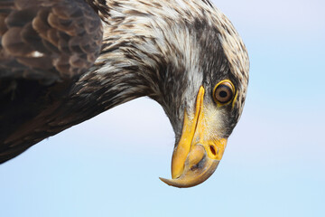 A portrait of a Bald Eagle against a blue sky looking down
