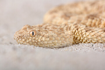 A portrait of a Sahara Sand Viper
