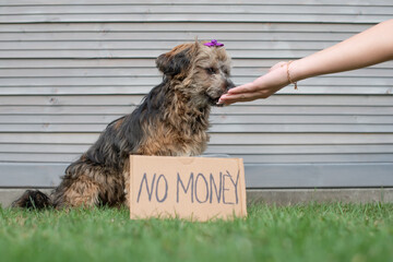 Bettelnder Bolonka Hund sitzt auf der Wiese. Vor dem Hund ein Schild mit den Worten no money. 