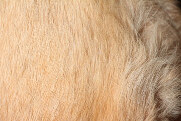 close up on yellow dog hair