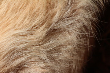 close up on yellow dog hair
