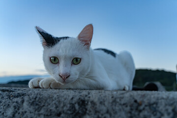 夕方の海岸でこちらを見つめる野良猫