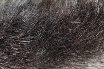 close up on gray dog hair