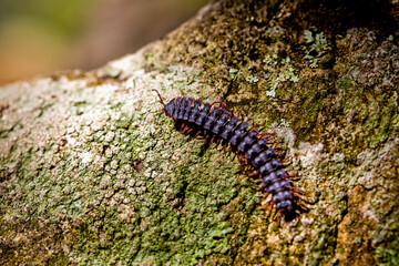 Centipede insect in Machu Picchu area Peru .Fauna of Soth America.
