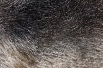 close up on gray dog hair