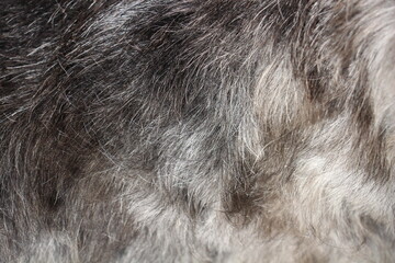 close up on gray dog hair