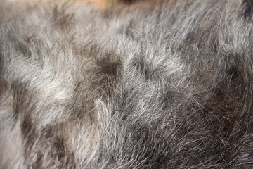 close up on gray dog hair