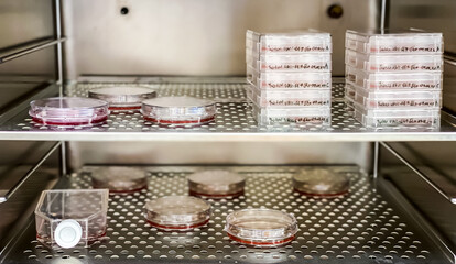 Cell culture incubator with multiple cell culture vessels, flasks, dishes and plates. - obrazy, fototapety, plakaty
