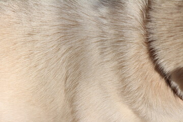 close up on white dog hair