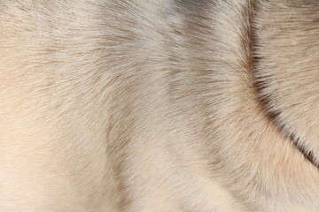 close up on white dog hair