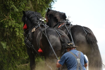 Zweier Gespanne Kaltblüter beim Rückewettbewerb