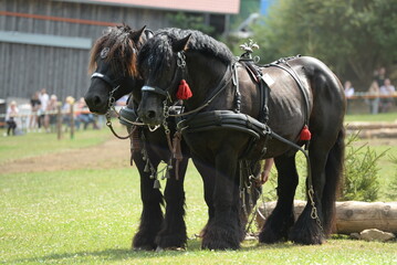 Zweier Gespanne Kaltbl&uuml;ter beim R&uuml;ckewettbewerb
