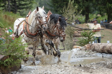 Zweier Gespanne Kaltblüter beim Rückewettbewerb