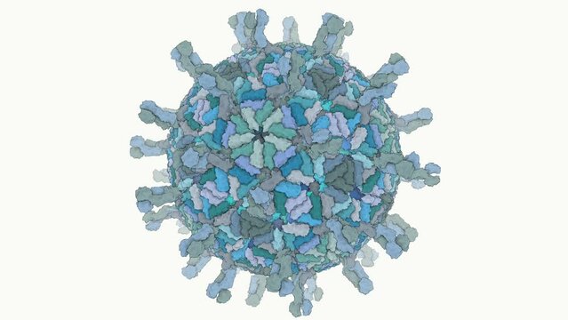 3D rotating atomic model of an infectious rotavirus virion determined by electron cryomicroscopy (cryoEM). Capsid proteins were rendered as molecular surfaces.
