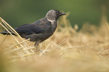 Jackdaw, Eurasian jackdaw. Coloeus monedula, the western jackdaw, morning in the country.