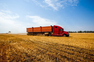 Fototapeta premium Grain harvesters working in wheat and rye field. Agriculture background. Harvest season