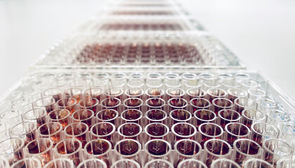 A panel of 96-well plates used for drug activity evaluation in a cancer research study. New...