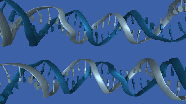 Two horizontal strands of DNA double helix. 3D molecular model based on crystallographic data.  