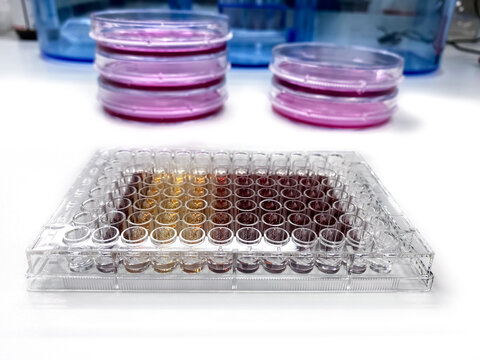 Laboratory Setup For Biocompatibility Assessment Of New Substances By The Means Of MTT Assay And Cytotoxicity Analysis.