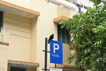 Crow and post